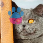 British Shorthair Kediler Mantar Hastalığı Belirtileri