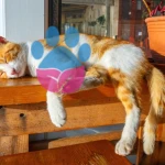 Sıcaktan Bunalan Kedileri Serinletme Yolları