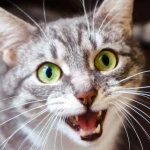 Kedilerde Travma Belirtileri: Kedi Travması Nasıl Anlaşılır