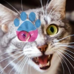 Kedilerde Travma Belirtileri: Kedi Travması Nasıl Anlaşılır