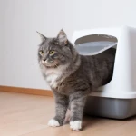 Yavru Kediler Neden İshal olurlar