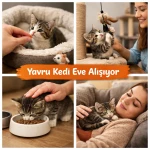 Yavru Kediler Eve Nasıl Alışır