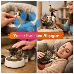 Yavru Kediler Eve Nasıl Alışır