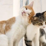 Yetişkin Kediler Kızgınlık Süreçleri ve Çiftleşme Zamanları