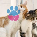 Yetişkin Kediler Kızgınlık Süreçleri ve Çiftleşme Zamanları