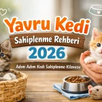 Yavru Kedi Sahiplenme Rehberi 2026