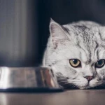 Yavru Kedinin Acıktığını Nasıl Anlama Yolları