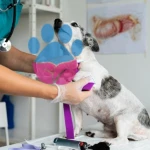 Köpek Aşı Takvimi 2026: Hangi Aşı Ne Zaman Yapılır?