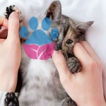 Kediler Neden Isırır?