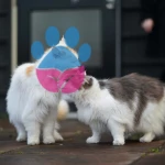 Yeni Kedi Sahiplenme: Kedileri Birbirine Alıştırma Yolları