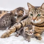 Kedilerin Çiftleşmesi ve Doğum Süreci