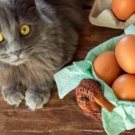 Kediler Yumurta Yer mi: Kedilerde Yumurtanın Faydaları