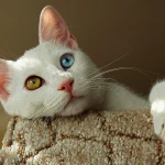 En Agresif Kedi Van Kedisi mi? Dünyanın En Agresif Kedileri