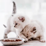 Yavru Kedi Ne Yer? Yavru Kedi Kuru Mama Ne Zaman Yemeli