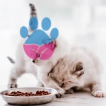 Yavru Kedi Ne Yer? Yavru Kedi Kuru Mama Ne Zaman Yemeli