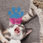 Hırçın Kedi Sakinleştirme Yolları: Kediler Neden Agresif Olur