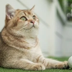 British Shorthair Ömrü: British Shorthair Kaç Yıl Yaşar?