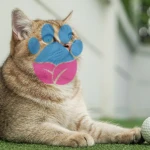 British Shorthair Ömrü: British Shorthair Kaç Yıl Yaşar? British Shorthair Ömrü: British Shorthair Kaç Yıl Yaşar?