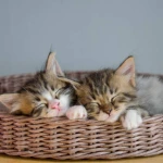 Yavru Kedilerin Annesinden Ayrılma Zamanı