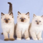 Yavru Kedilerin Gelişimi & 3-6 Aylık Yavru Kedilerde Gelişim