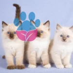 Yavru Kedilerin Gelişimi & 3-6 Aylık Yavru Kedilerde Gelişim