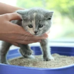 Yavru Kedilerde Tuvalet Eğitimi Nasıl Verilir