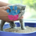 Yavru Kedilerde Tuvalet Eğitimi Nasıl Verilir