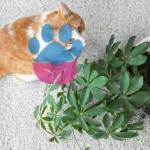 Kedilerin Bitki Yemesi: Kedileri Bitkilerden Uzak Tutma Yolları