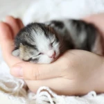 Annesiz Yavru Kedi Bakımı Nasıl Yapılır