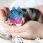 Annesiz Yavru Kedi Bakımı Nasıl Yapılır