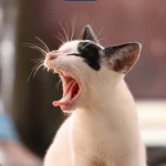 Kedileri Sinirlendiren Şeyler
