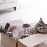 Kedilerin Vazgeçilmezi Kutular-Kediler Neden Kutuları Sever?