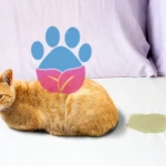 Kediler Tuvaletini Ne Kadar Tutar?