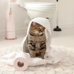 Yavru Kedilerin Tuvalet Yapma Zamanı Nasıldır?