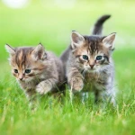 Yavru Kediler Ne Zaman Yürümeye Başlar?