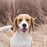 Köpekler Neden Hapşırır