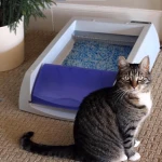 Kedi Tuvalet Kokusu Nasıl Giderilir?