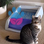 Kedi Tuvalet Kokusu Nasıl Giderilir?