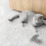 Kedim Eve İşiyor, Ne Yapmalıyım?