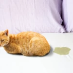 Kedim Yatağa İşiyor, Ne Yapmalıyım?