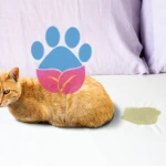 Kedim Yatağa İşiyor, Ne Yapmalıyım?