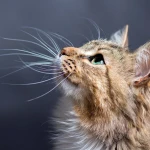 Kedilerin Bıyıkları Özellikleri Nelerdir, Kesilir mi?