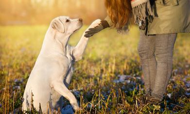 Köpekler Neden Topallar? Köpeklerde Topallama Nedenleri