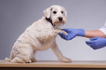 Erkek Köpeklerde Kısırlaştırma Ne Zaman Yapılmalı?