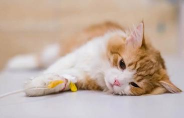 Kedilerde Anestezi Etkisi Ne Kadar Sürer?