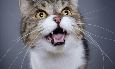 Kedilerde Diş İltihabı Nasıl Geçer?
