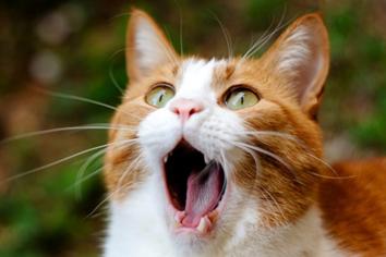 Kedilerde Diş İltihabı Nedenleri ve Tedavisi