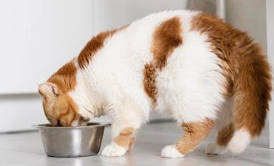 Kedilerde Kalsiyum İhtiyacı Nasıl Karşılanır?