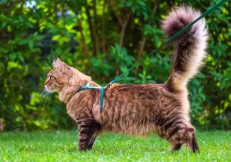 Kedilerde Kızgınlık Dönemi Süresince Ne Yapılmalı?