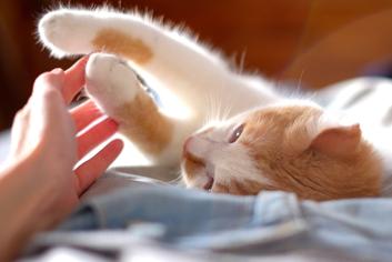 Kedilerde Tüy Dökülmesi Nasıl Önlenir?